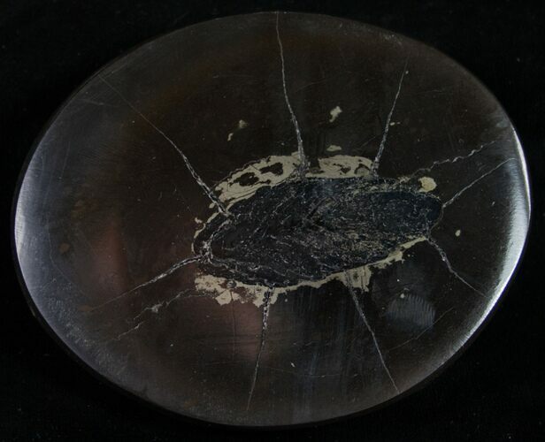 Polished Fish Coprolite (Fossil Poo) - Scotland #8935